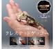 Ikimono Encyclopedia Advanced Crested Gecko Capsule Toy Figure Set Of 4 Full Set