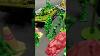 Marching Into Imagination Timeless Appeal Of Toy Army Men Jeutoys Armymen Toysoldiers Soldier Army